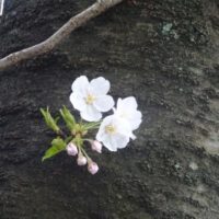 審査の甘い銀行系キャッシング　ブラックＯＫ